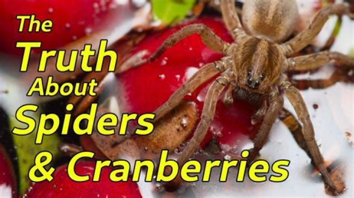 Amazing Cranberry Bog Spiders: A Nature's Marvel