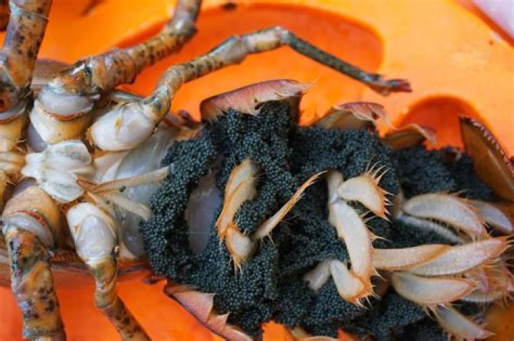 Exploring the Fascinating World of Female Lobsters