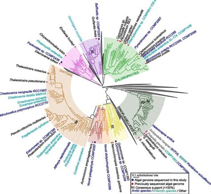 The Dynamic Evolution of "es in 2024": A Comprehensive Insight